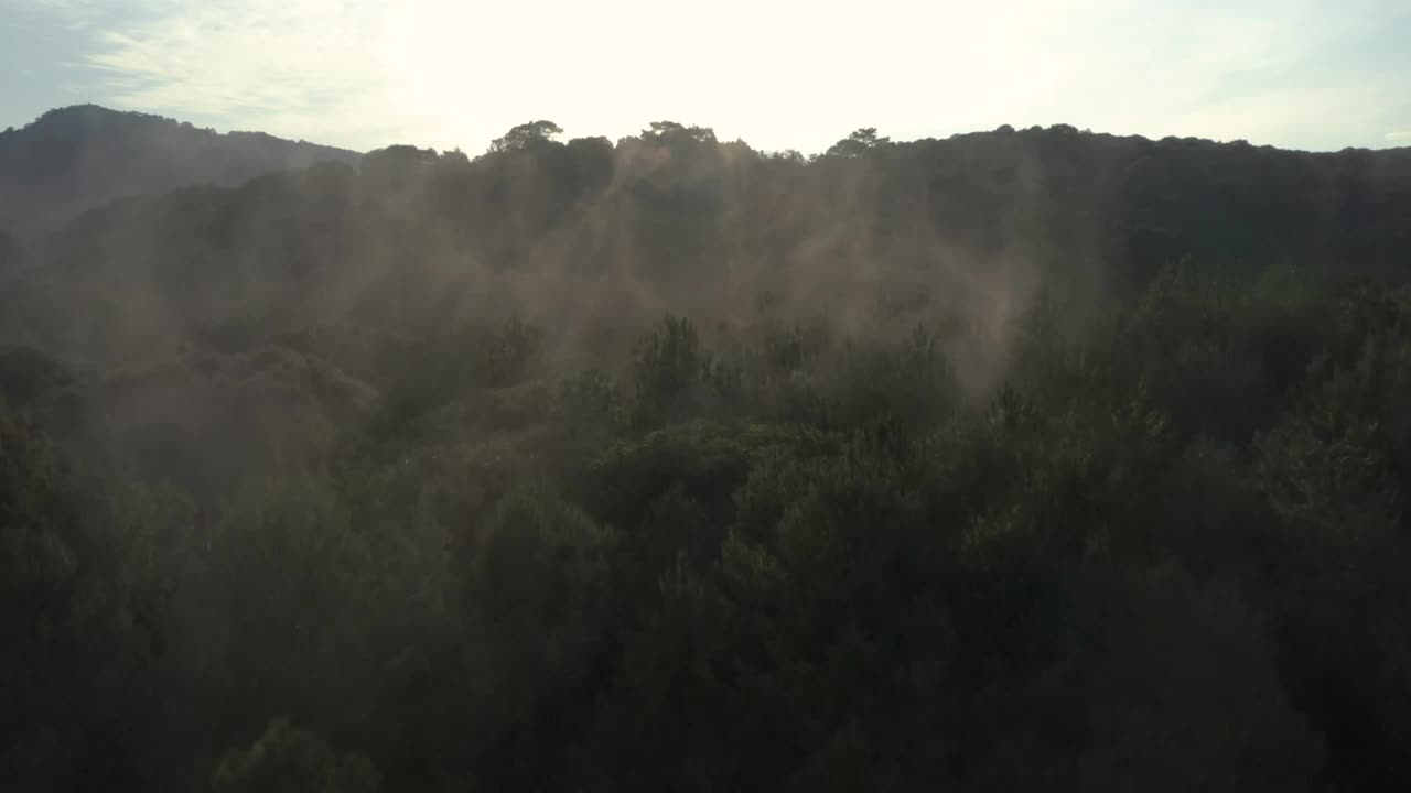 Download Stock Video Forest Covered By A Mist Seen From The Air Live Wallpaper For PC