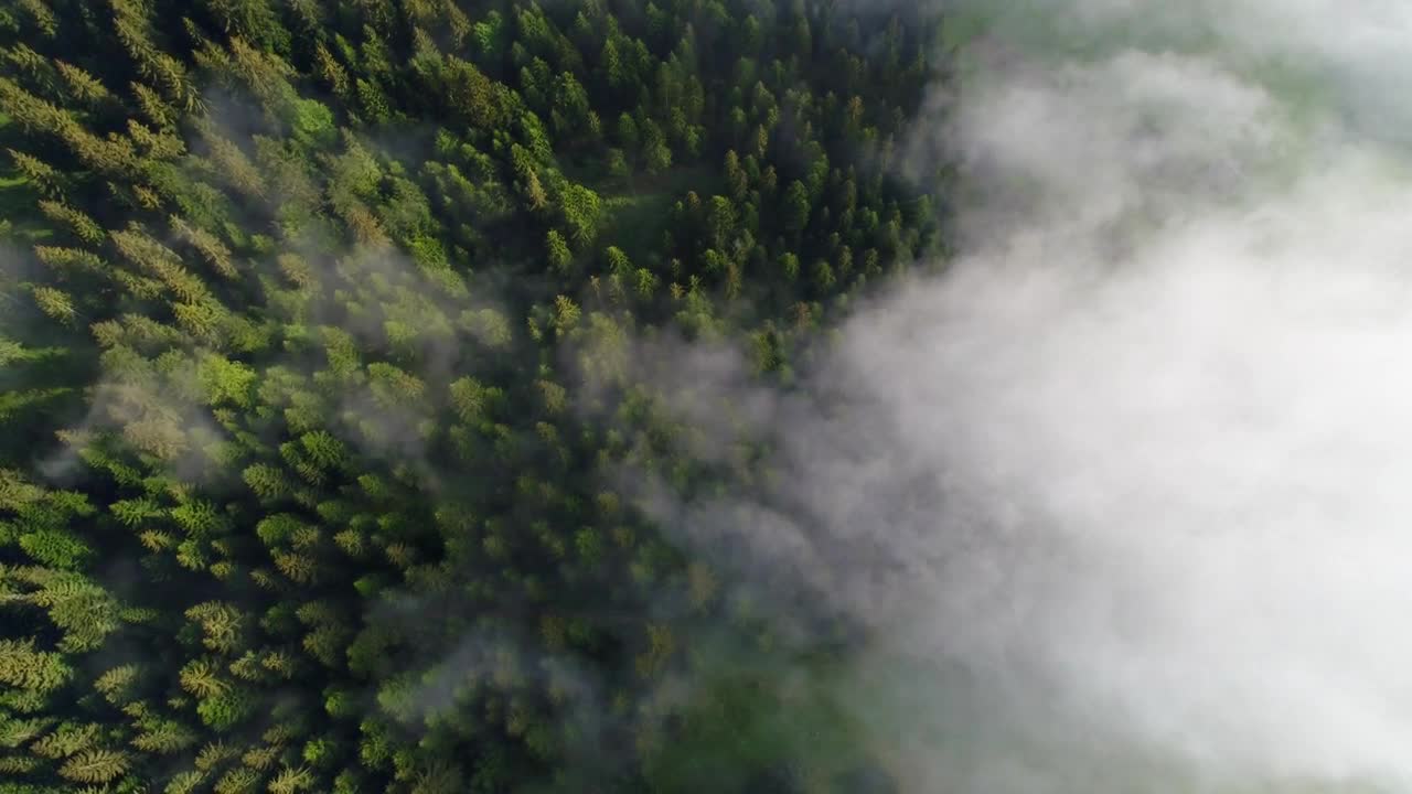 Download Stock Video Foggy Pine Forest Top Aerial Shot Live Wallpaper For PC