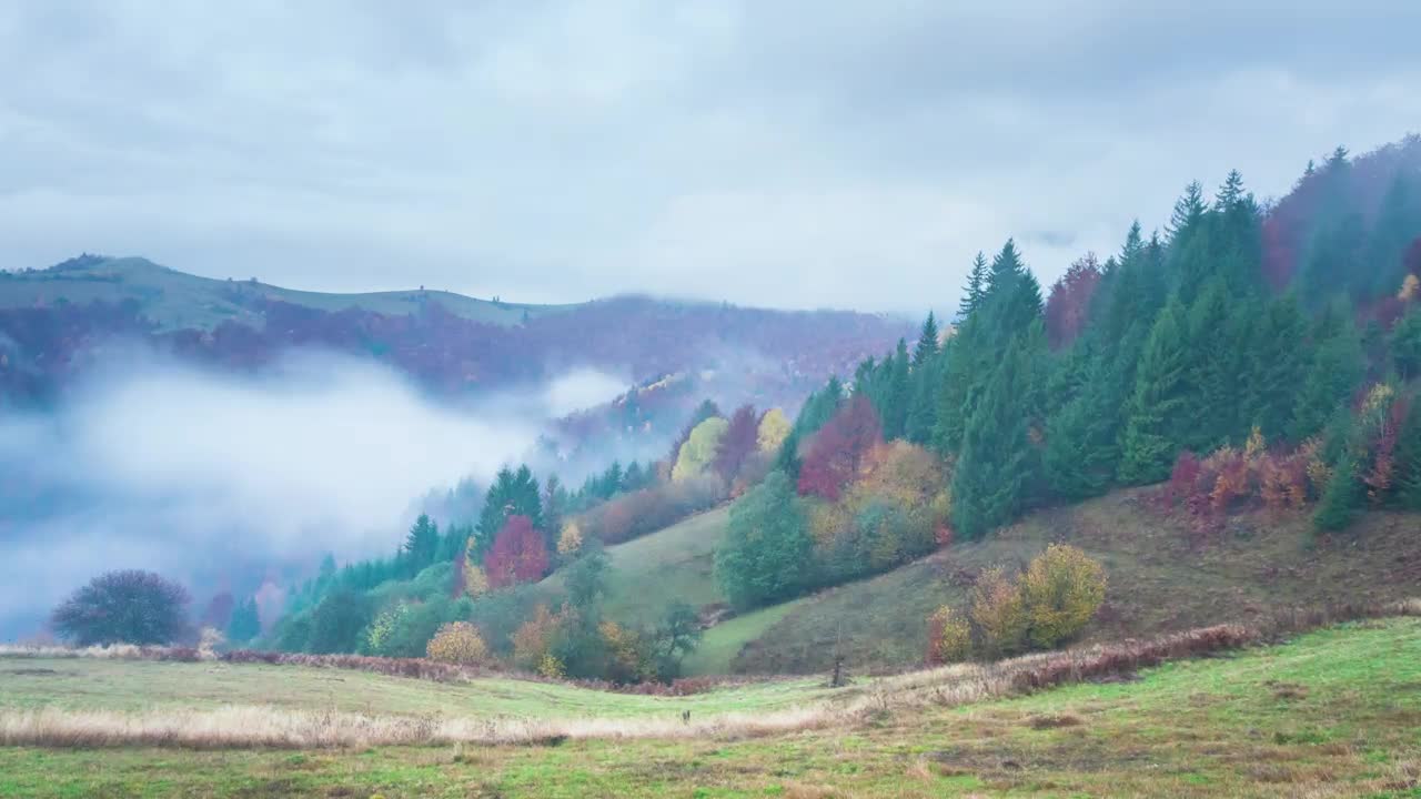 Download Stock Video Foggy Autumn Forest Live Wallpaper For PC