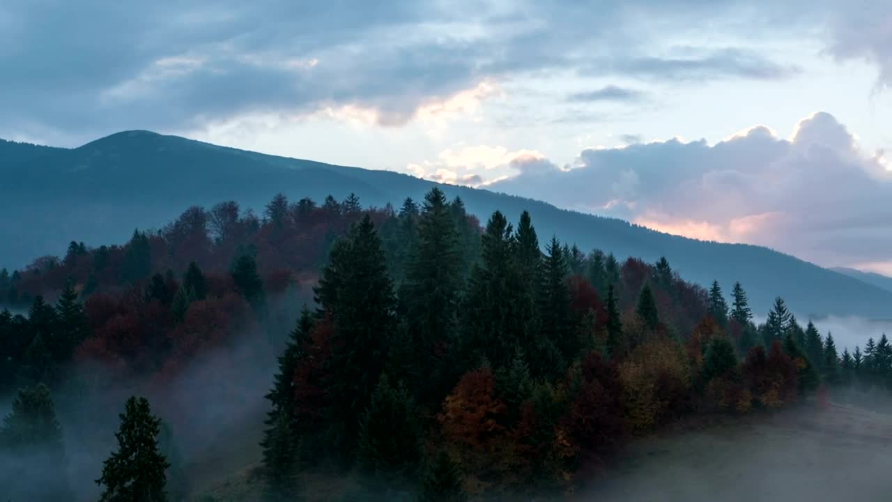 Download Stock Video Foggy Autumn Forest In The Morning Live Wallpaper For PC