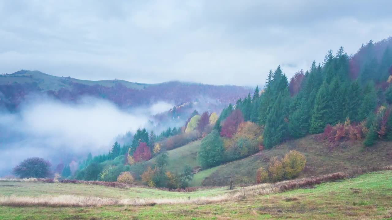 Download Stock Video Fog Covering An Autumn Forest Live Wallpaper For PC