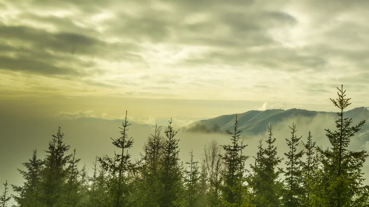 Download Stock Video Fog Covering A Landscape Of A Snowy Forest Live Wallpaper For PC