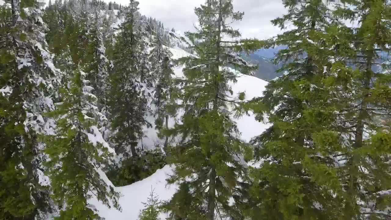 Download Stock Video Flying Through The Trees On The Top Of A Snowy Live Wallpaper For PC