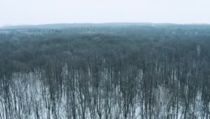Download Stock Video Flying Slowly Over A Winter Forest Live Wallpaper For PC