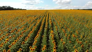 Download Stock Video Flying Over A Sunflower Field In The Morning Live Wallpaper For PC