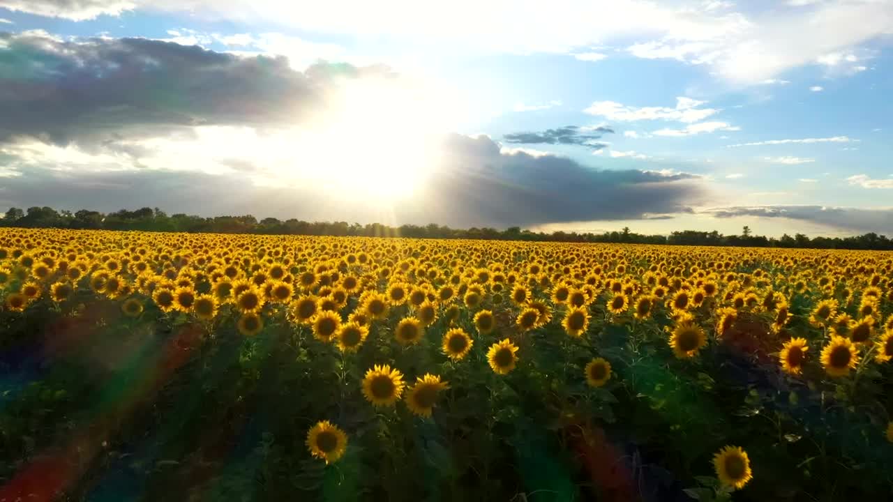 Download Stock Video Flying Above A Sunflower Field In The Sunset Live Wallpaper For PC