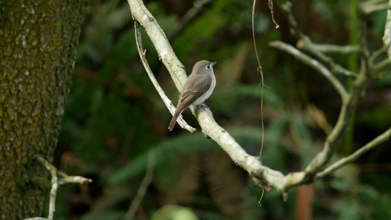 Download Stock Video Flycatcher In A Forest Live Wallpaper For PC