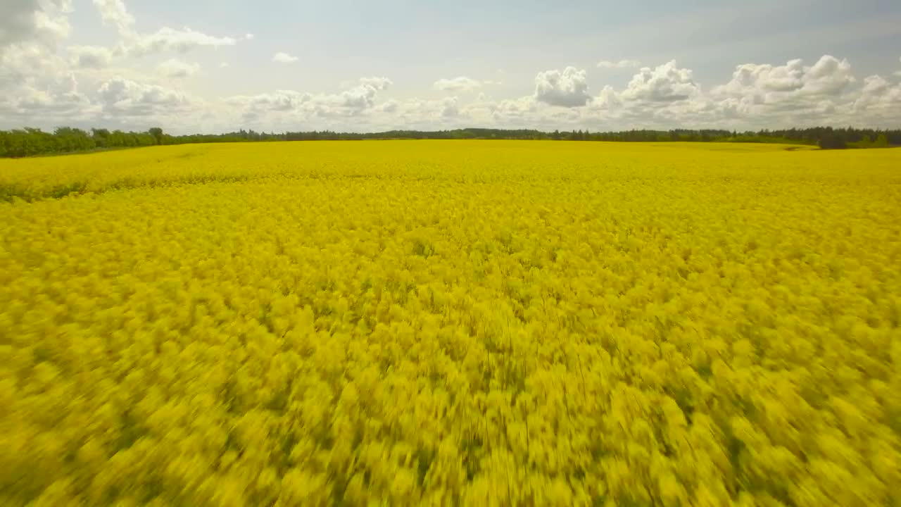 Download Stock Video Flowering Crops Live Wallpaper For PC