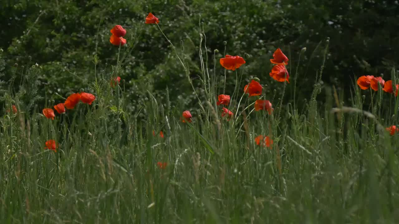 Download Stock Video Flowering Plants Among The Grass In Nature Live Wallpaper For PC