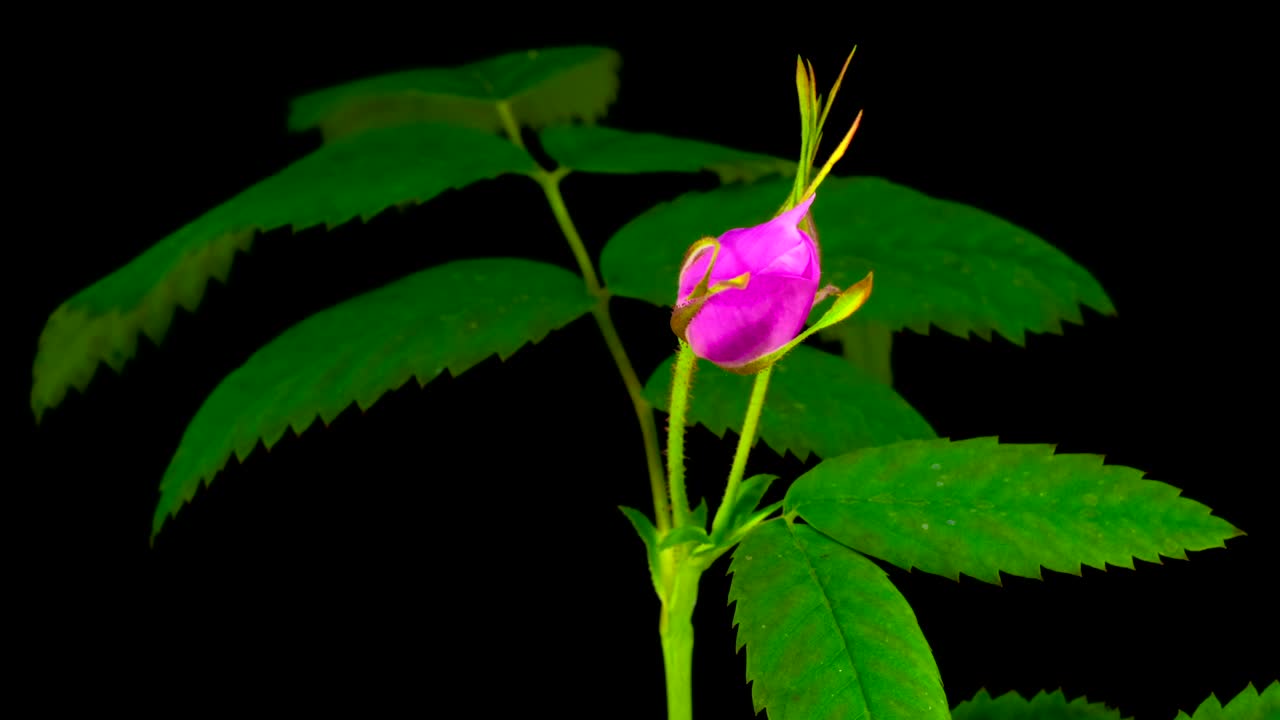 Download Stock Video Flower On A Plant Opening Its Pink Petals Live Wallpaper For PC