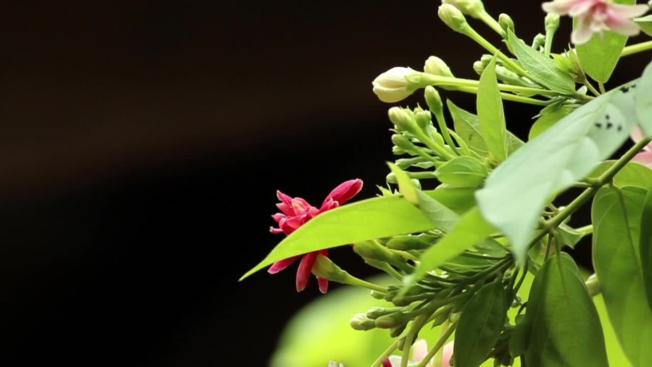 Download Stock Video Flower Buds In The Sunshine Live Wallpaper For PC