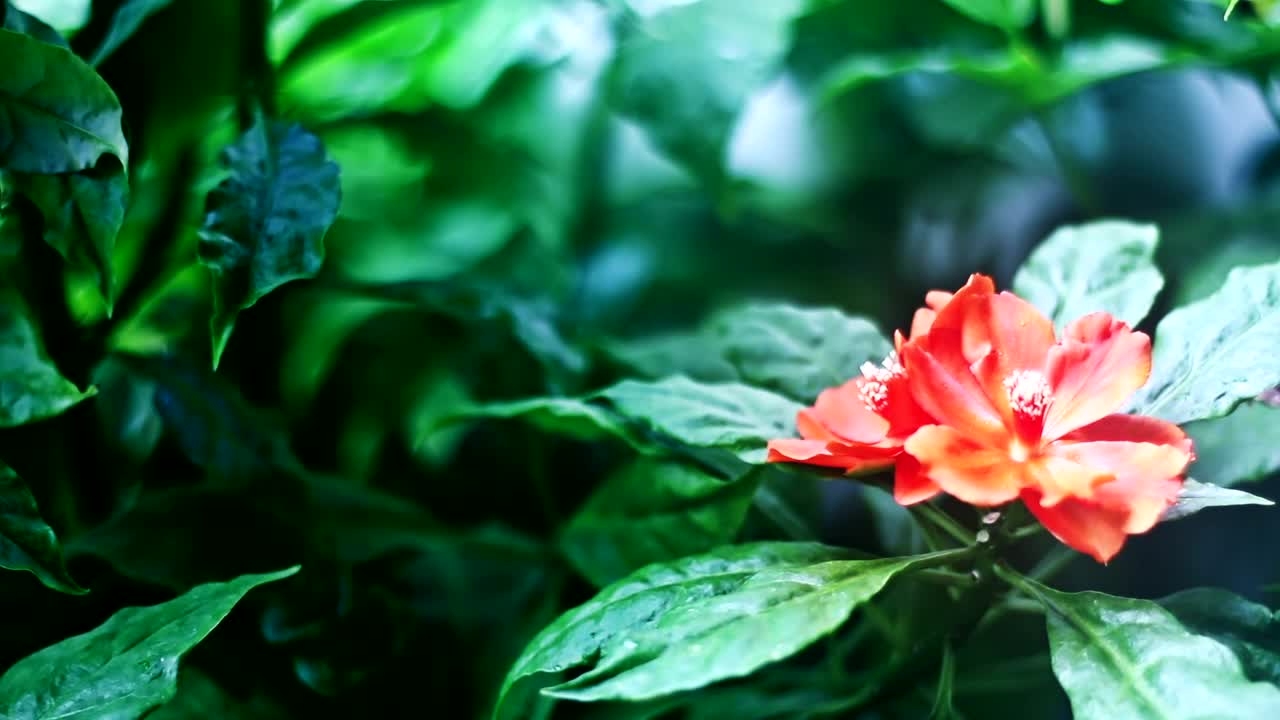 Download Stock Video Flower Between Plants Live Wallpaper For PC