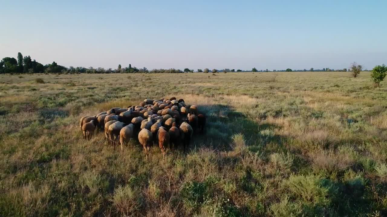 Download Stock Video Flock Of Sheep In The Meadow Live Wallpaper For PC