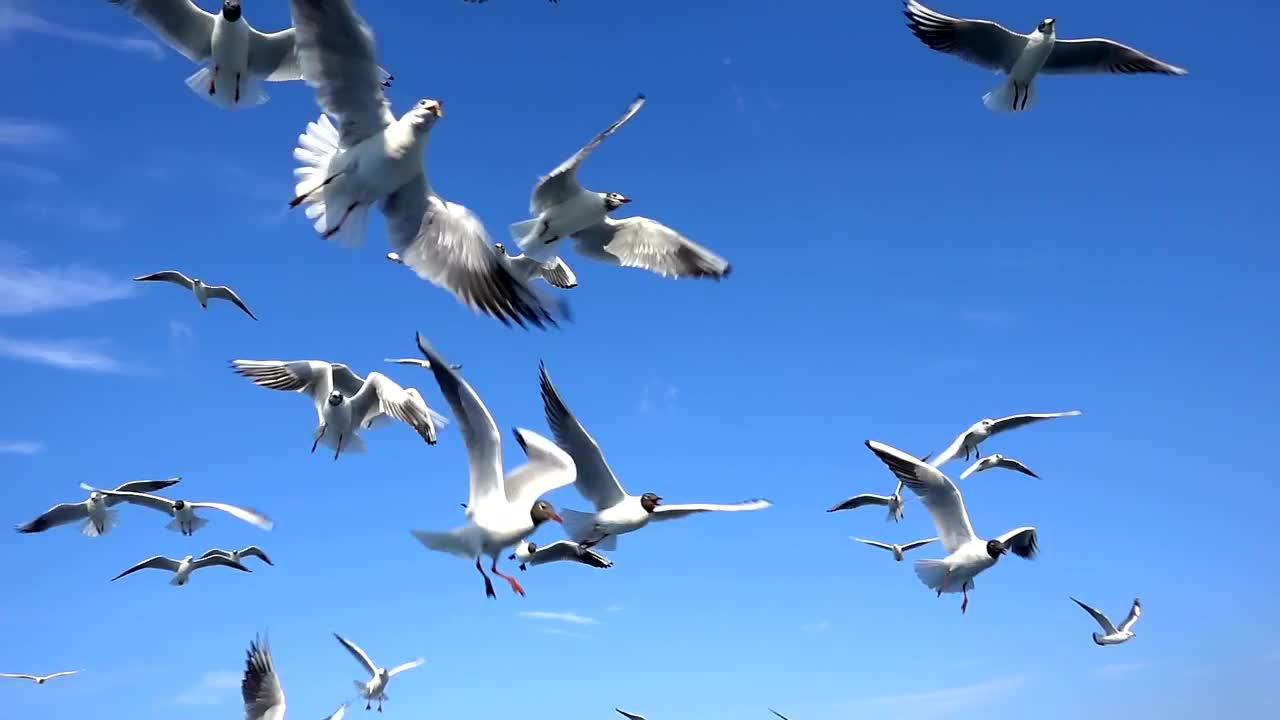 Download Stock Video Flock Of Seagulls In The Sky Live Wallpaper For PC