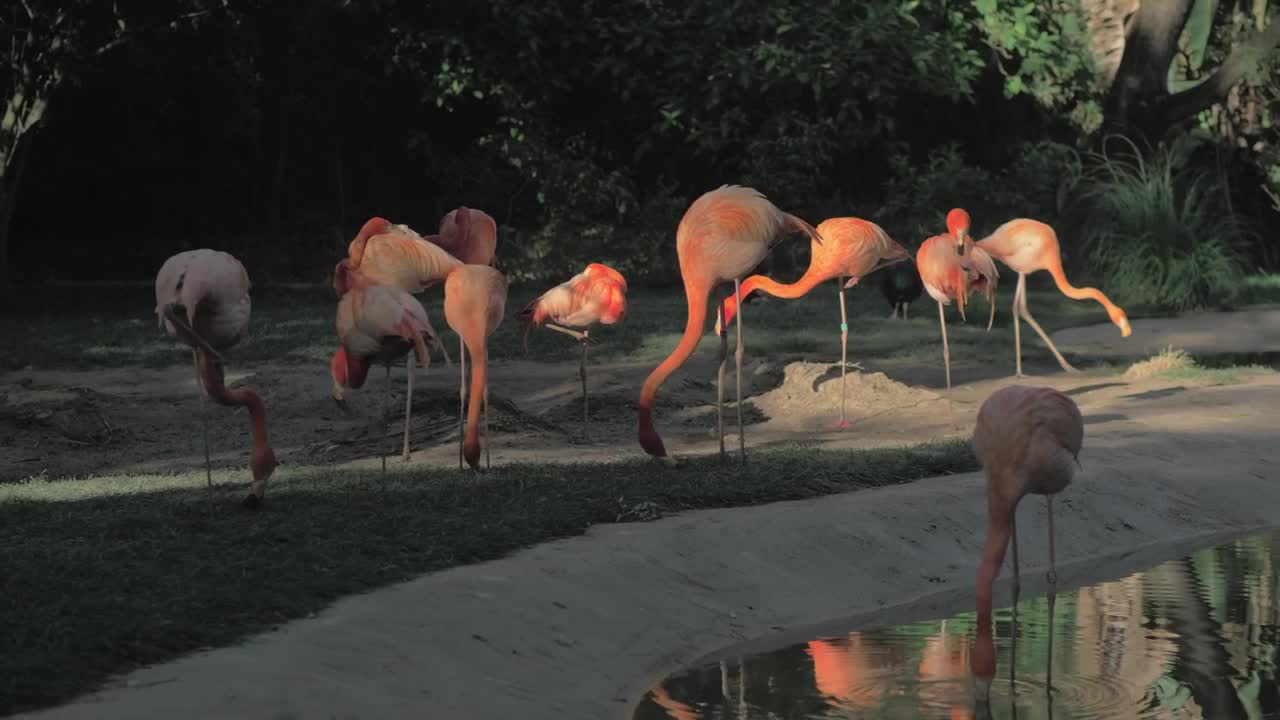 Download Stock Video Flamingos In A Zoo Enclosure Live Wallpaper For PC