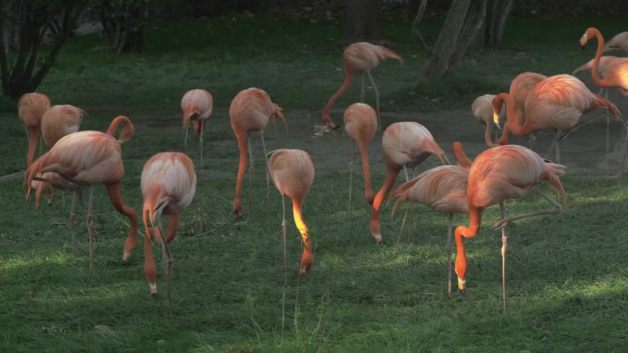 Download Stock Video Flamingos Eating In A Field Live Wallpaper For PC