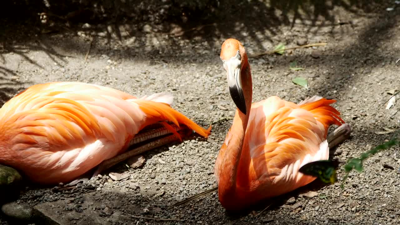 Download Stock Video Flamingo Birds Resting On The Ground Live Wallpaper For PC