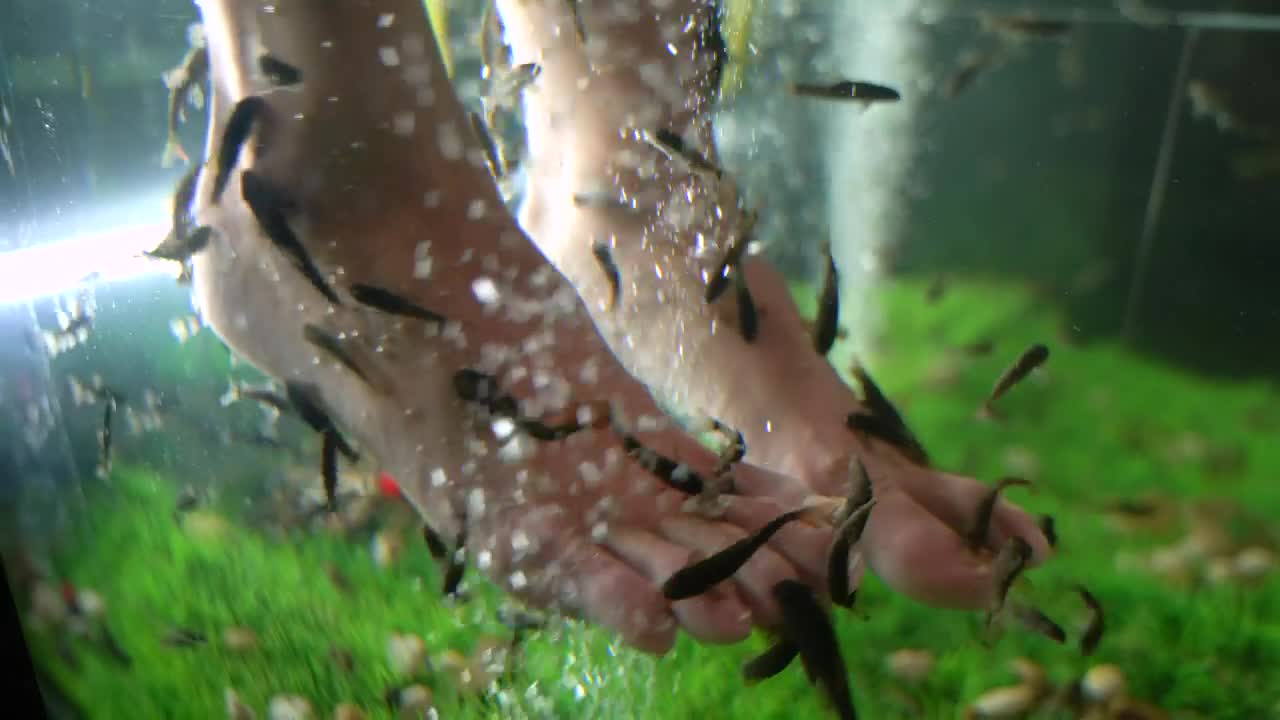 Download Stock Video Fishes Cleaning A Clients Feet Live Wallpaper For PC