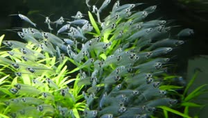 Download Stock Video Fish And Plants In An Aquarium Live Wallpaper For PC