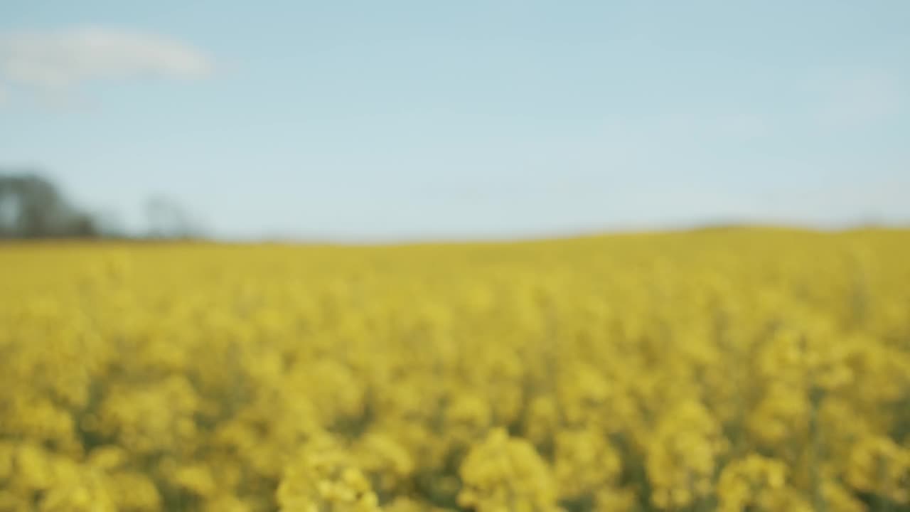 Download Stock Video Field Of Yellow Crops In Hazy Sunshine Live Wallpaper For PC