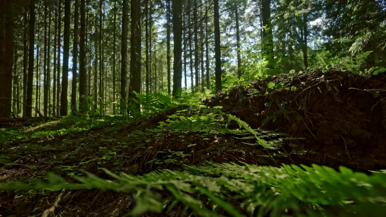 Download Stock Video Ferns Growing In The Forest Live Wallpaper For PC