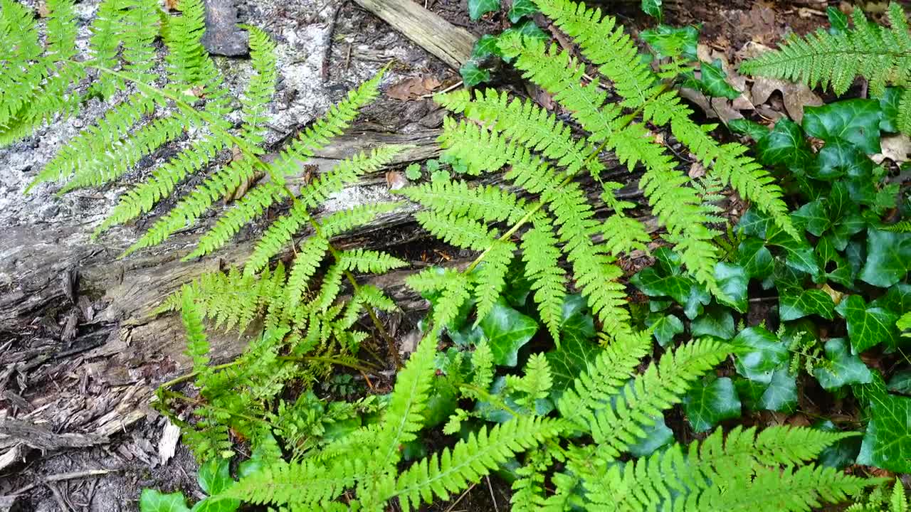 Download Stock Video Ferns And Ivy On The Forest Live Wallpaper For PC