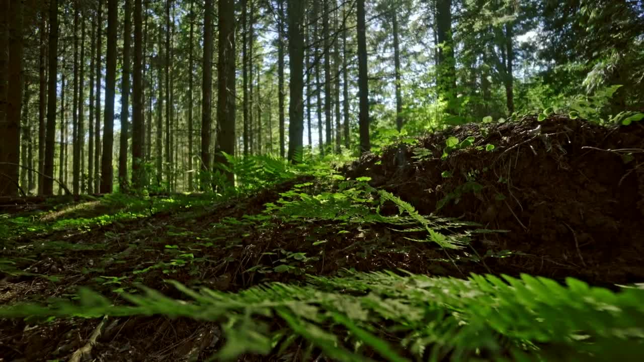 Download Stock Video Ferns Across A Forest Floor Live Wallpaper For PC