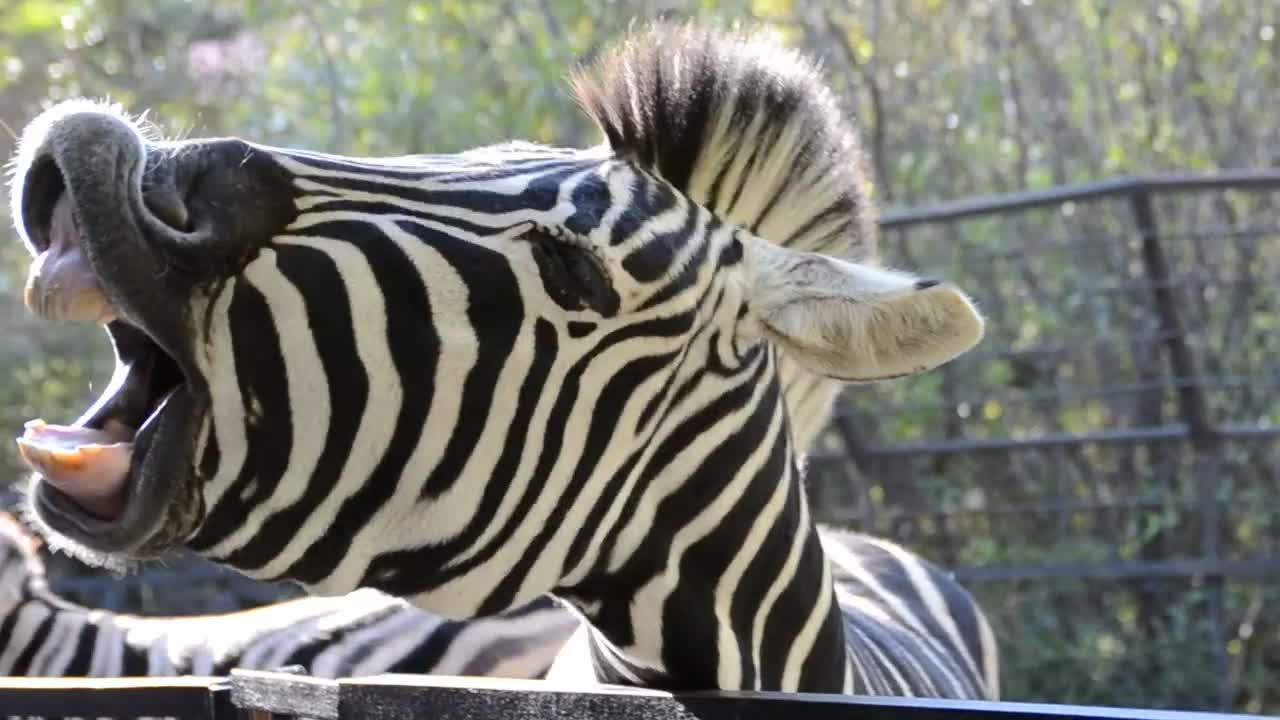 Download Stock Video Feeding A Zebra At The Zoo Live Wallpaper For PC