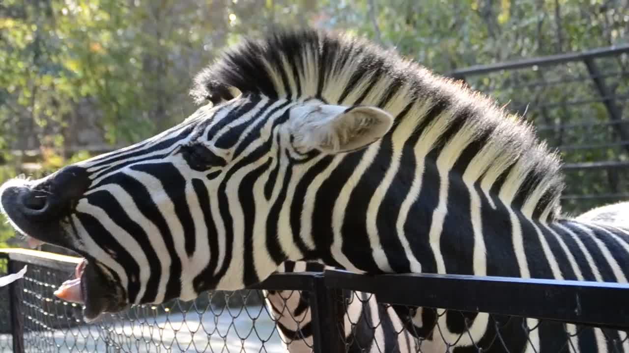 Download Stock Video Feeding A Zebra At A Zoo Live Wallpaper For PC