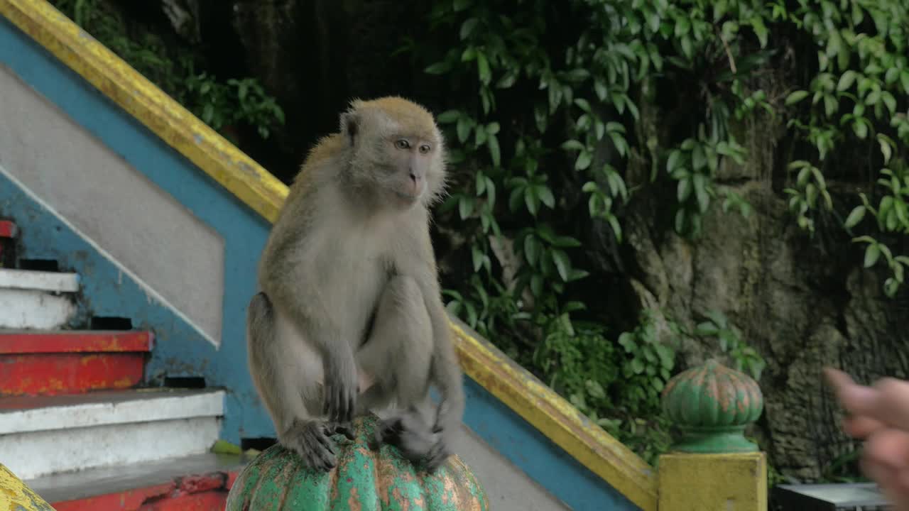 Download Stock Video Feeding A Monkey In Malaysia Live Wallpaper For PC