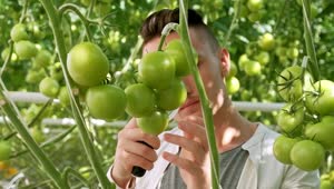 Download Stock Video Farmer Checking Vegetables Quality In A Greenhouse Live Wallpaper For PC