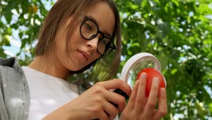 Download Stock Video Farmer Checking A Tomato With A Magnifying Glass Live Wallpaper For PC
