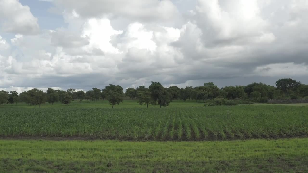 Download Stock Video Farm In Africa With Crops Live Wallpaper For PC