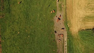Download Stock Video Farm Animals In The Sun Live Wallpaper For PC