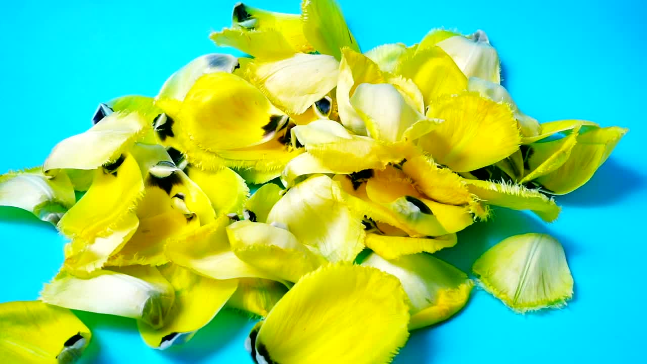 Download Stock Video Falling Yellow Petals Reverse Video Live Wallpaper For PC