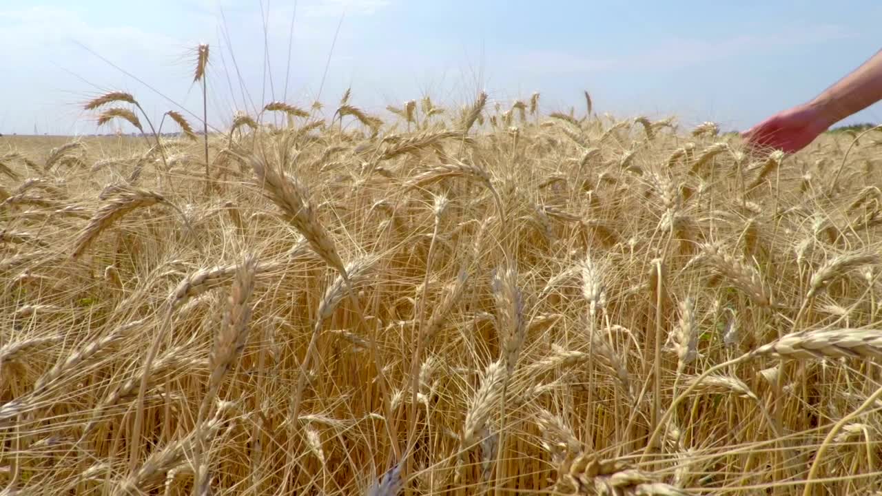 Download Stock Video Hand Caressing Wheat Live Wallpaper For PC