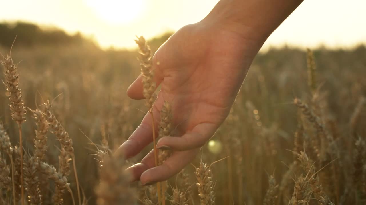 Download Stock Video Hand Caressing The Wheat Grain Live Wallpaper For PC