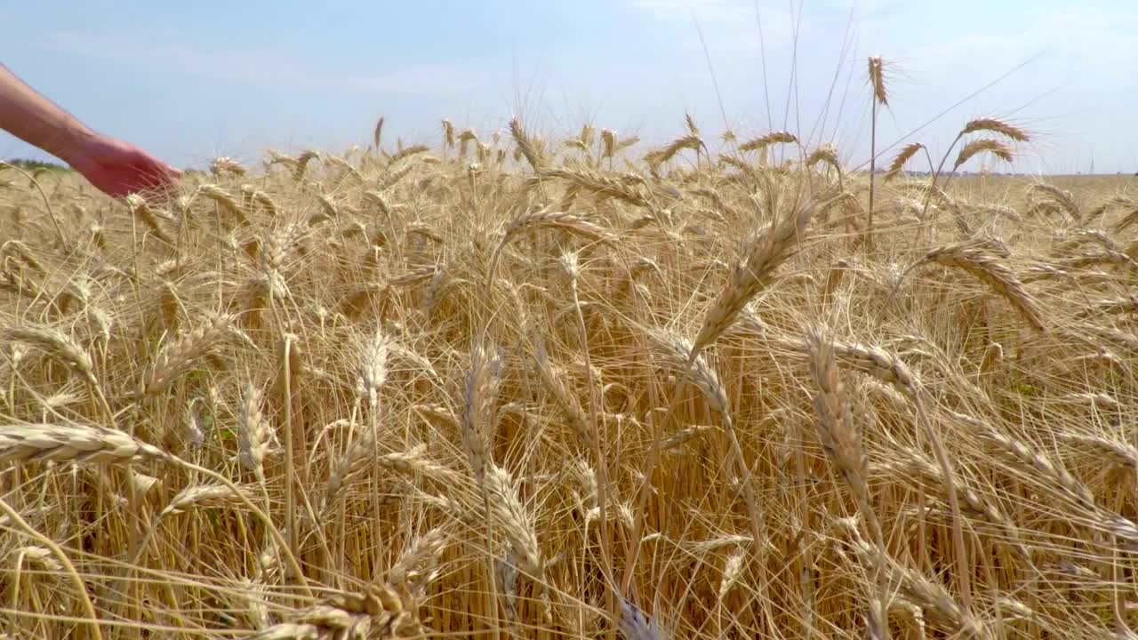 Download Stock Video Hand Caressing The Wheat Live Wallpaper For PC