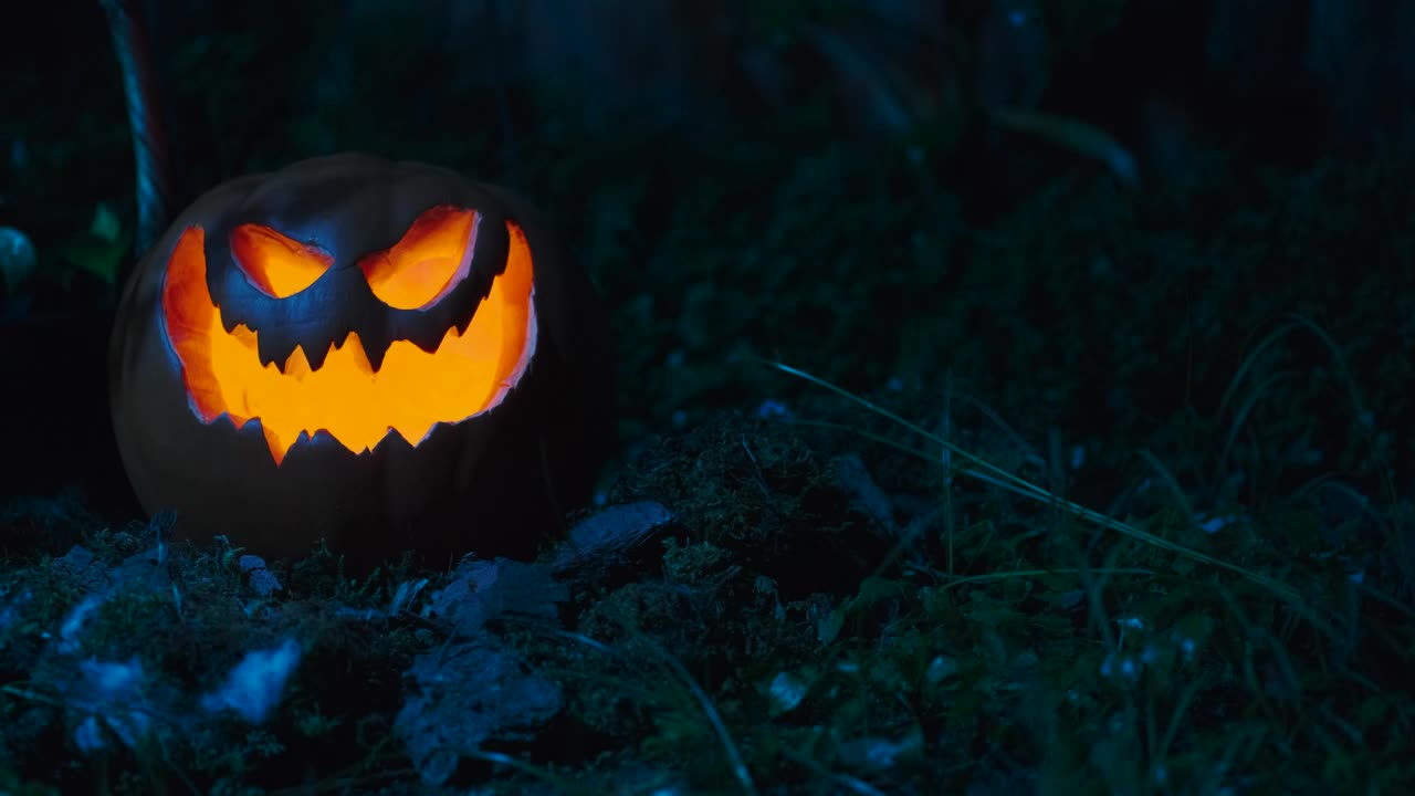 Download Stock Video Halloween Pumpkin In The Garden Live Wallpaper For PC