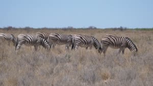 Download Stock Video Group Of Zebras Eating In The Savannah Live Wallpaper For PC