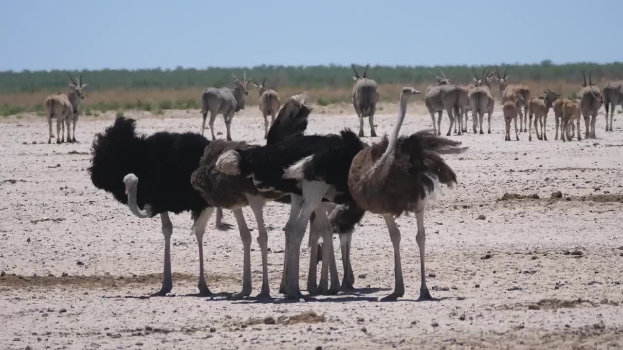 Download Stock Video Group Of Ostrich On A Sunny Savanna Live Wallpaper For PC