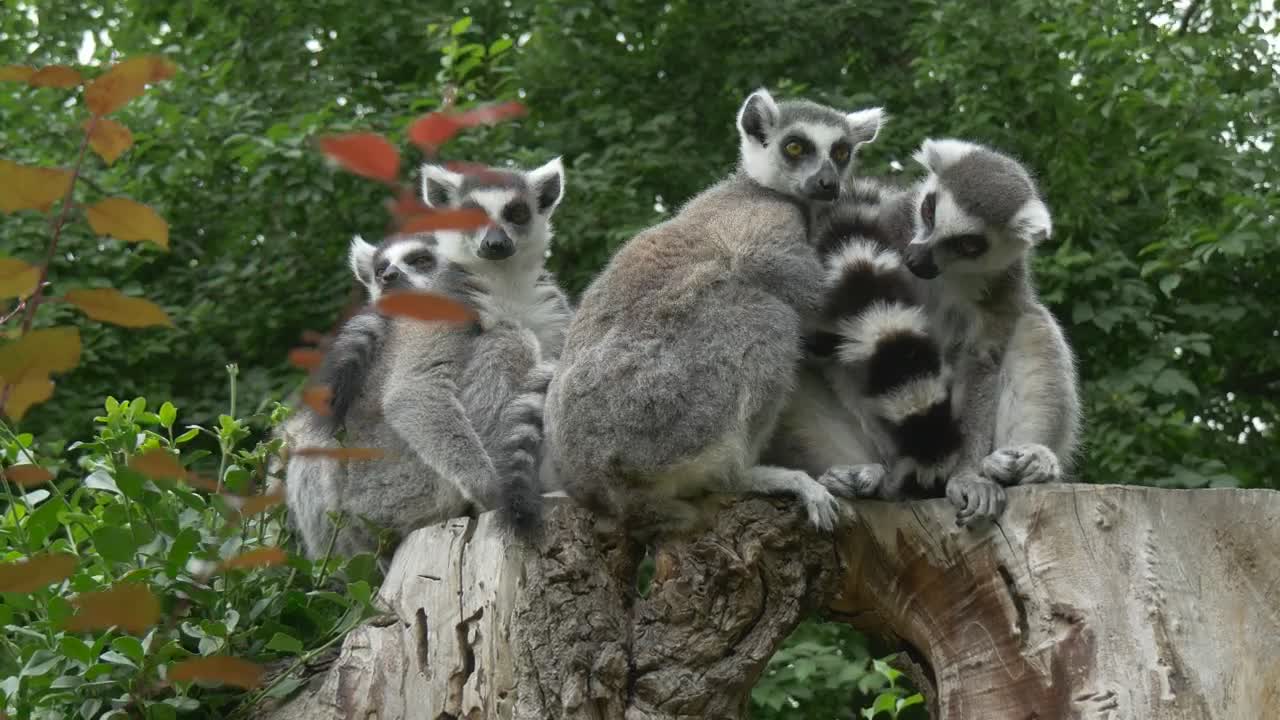 Download Stock Video Group Of Lemurs On A Trunk Live Wallpaper For PC