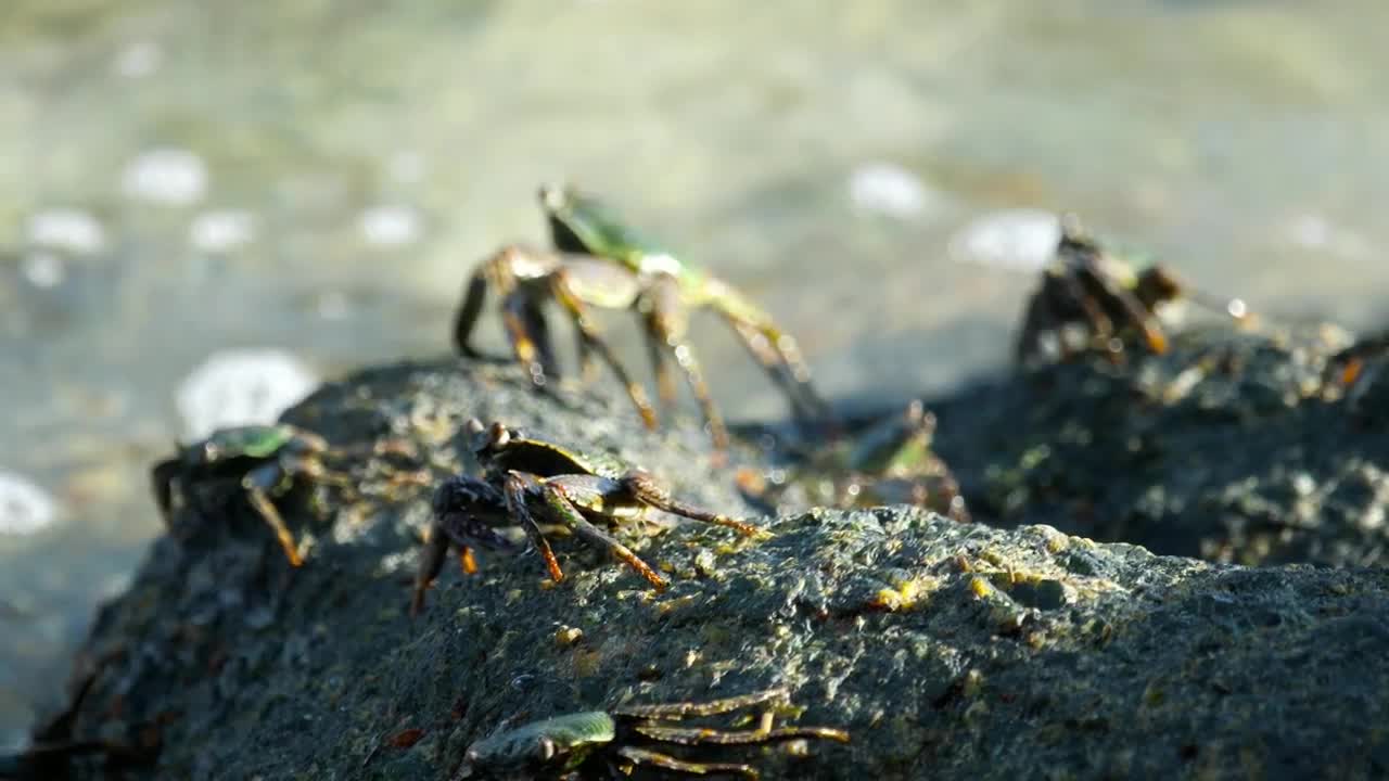 Download Stock Video Group Of Crabs Standing On A Rock Live Wallpaper For PC