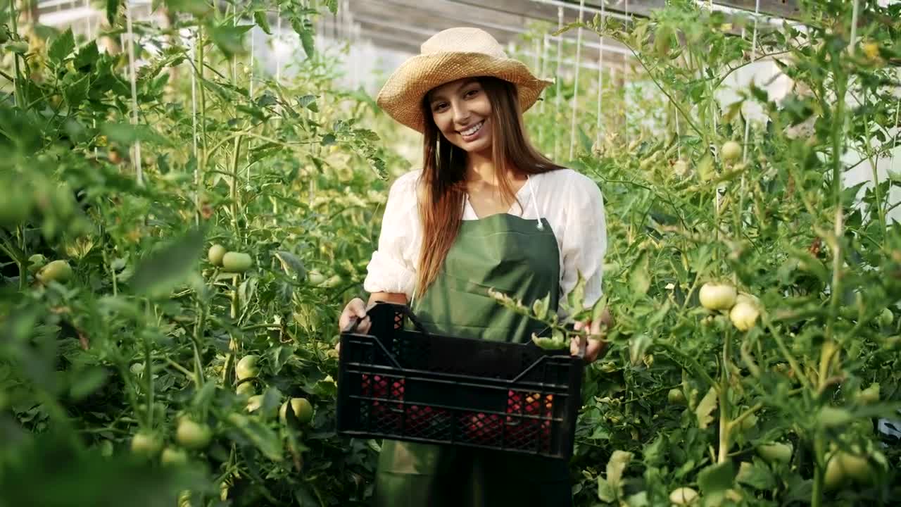 Download Stock Video Greenhouse Worker Holds Crate Of Vegetables Live Wallpaper For PC