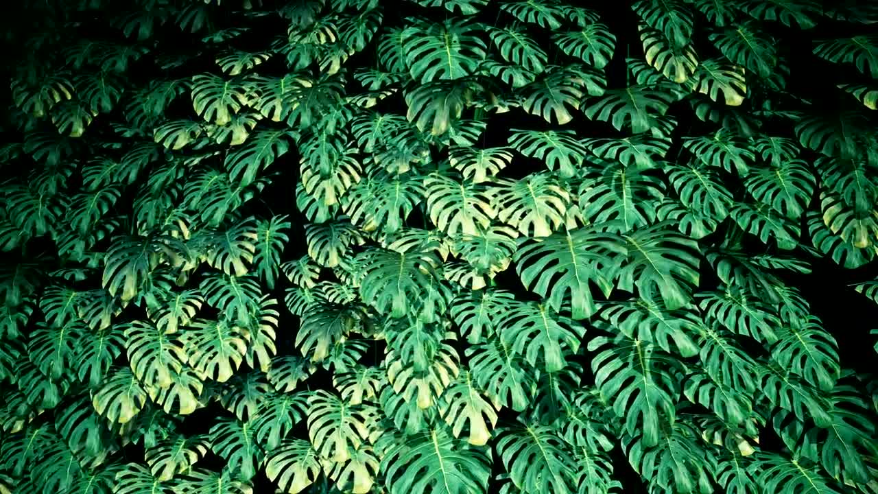 Download Stock Video Green Plants Texture In The Dark Live Wallpaper For PC