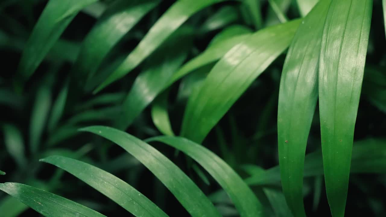 Download Stock Video Green Leaves Close Up Live Wallpaper For PC