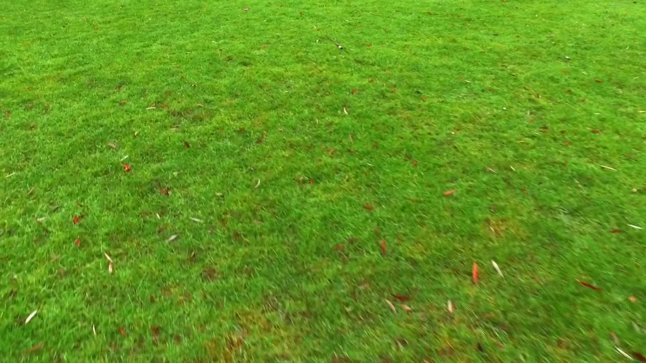 Download Stock Video Green Grass Ground View Live Wallpaper For PC