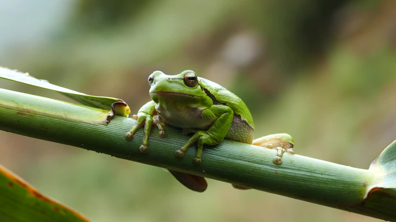 Download Stock Video Green Frog Resting On A Branch Live Wallpaper For PC