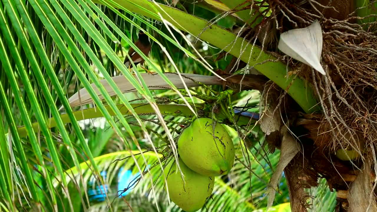 Download Stock Video Green Coconut Hanging On Palm Live Wallpaper For PC