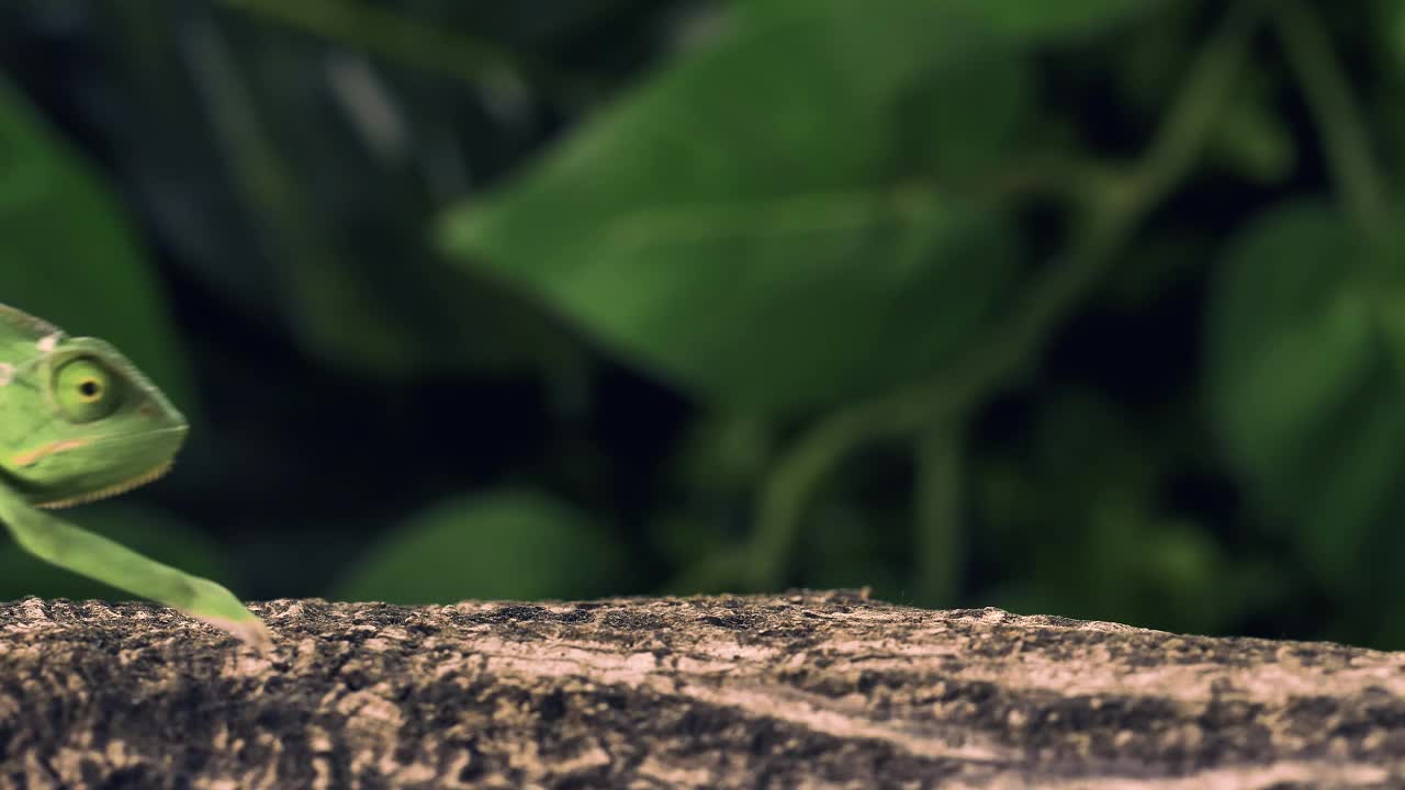 Download Stock Video Green Chameleon Walking Over A Log Live Wallpaper For PC